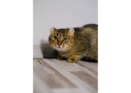 Вкотре намагаємося знайти дім чарівній красуні, яка пережила справжнє пекло ❤️‍🩹