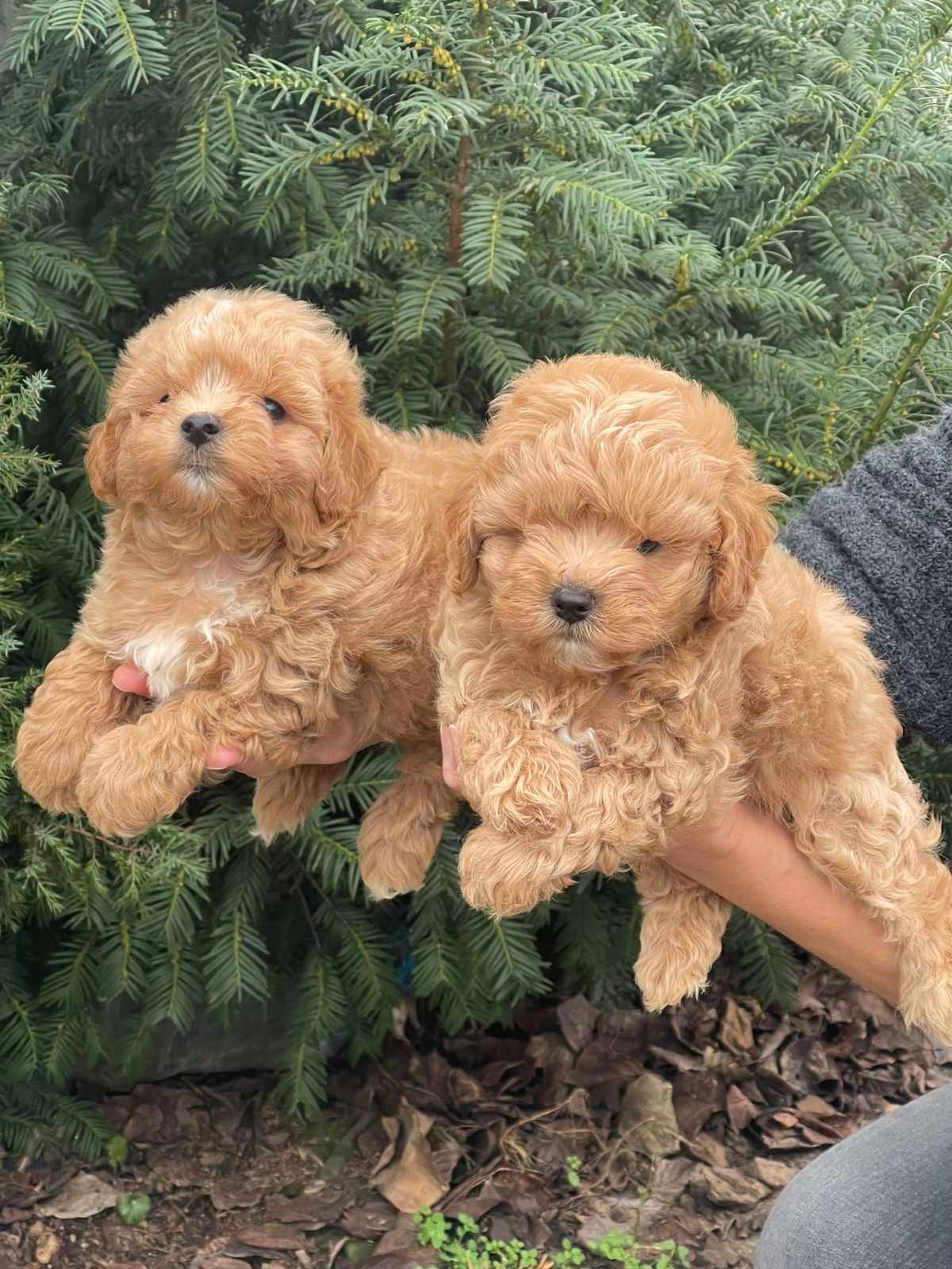 Хлопчики мальтіпу! Бебі фейс, міні