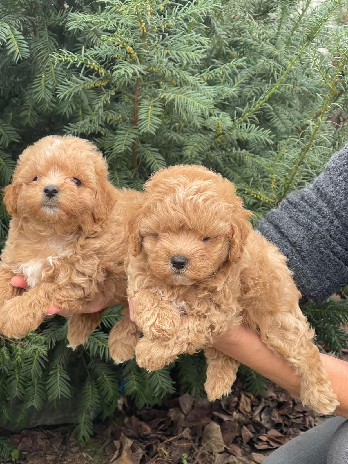 Хлопчики мальтіпу! Бебі фейс, міні