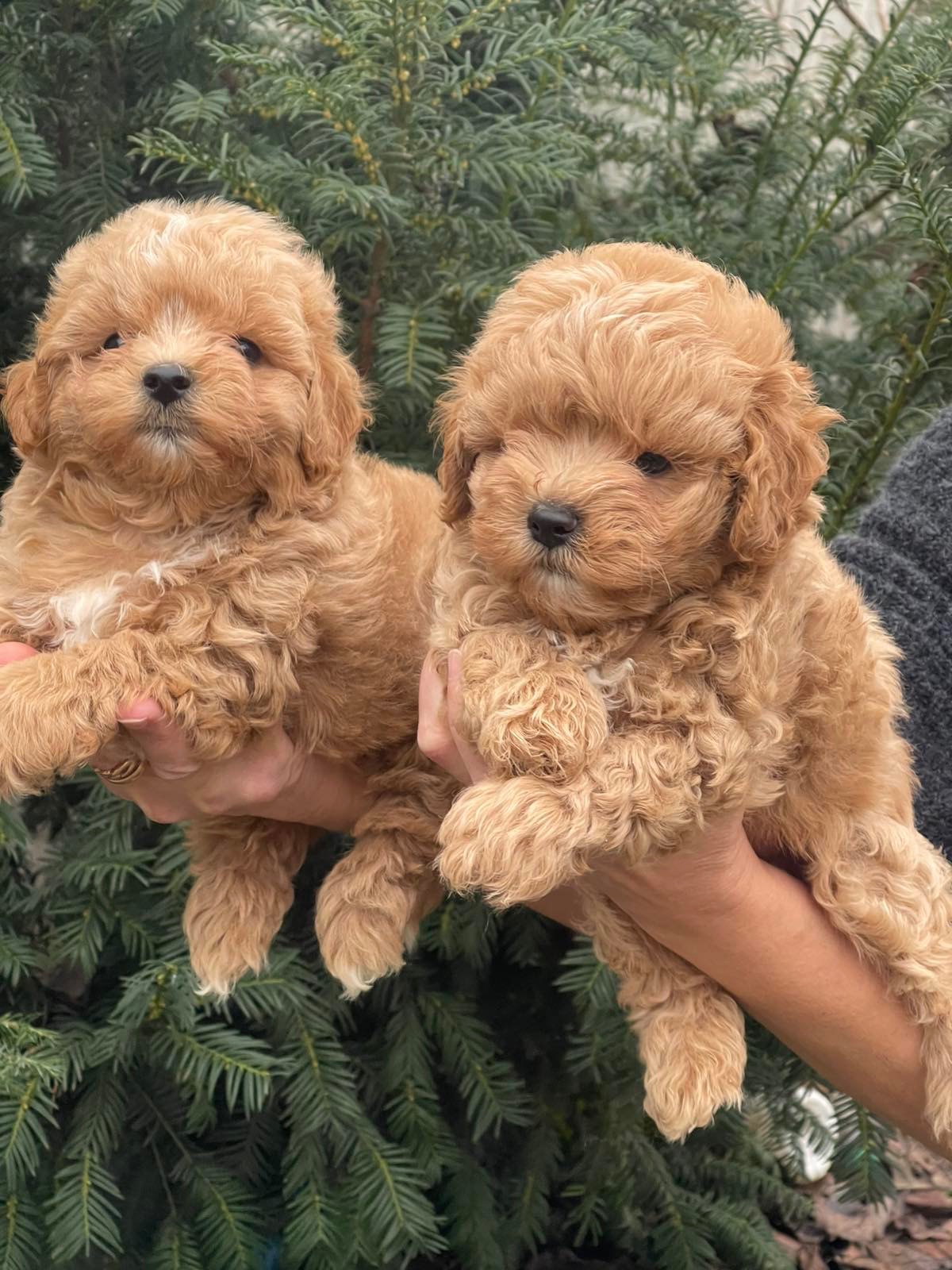 Хлопчики мальтіпу! Бебі фейс, міні