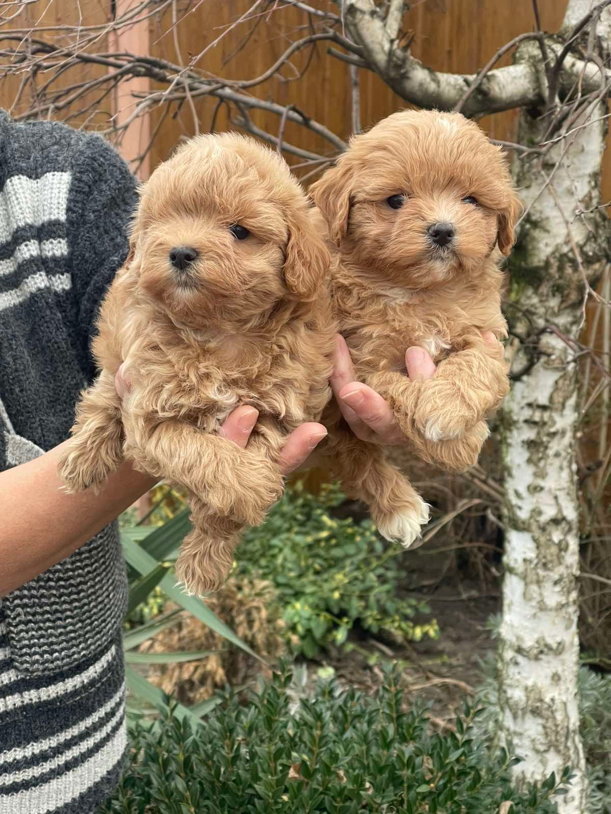 Красуні мальтіпу! Мальтипу!