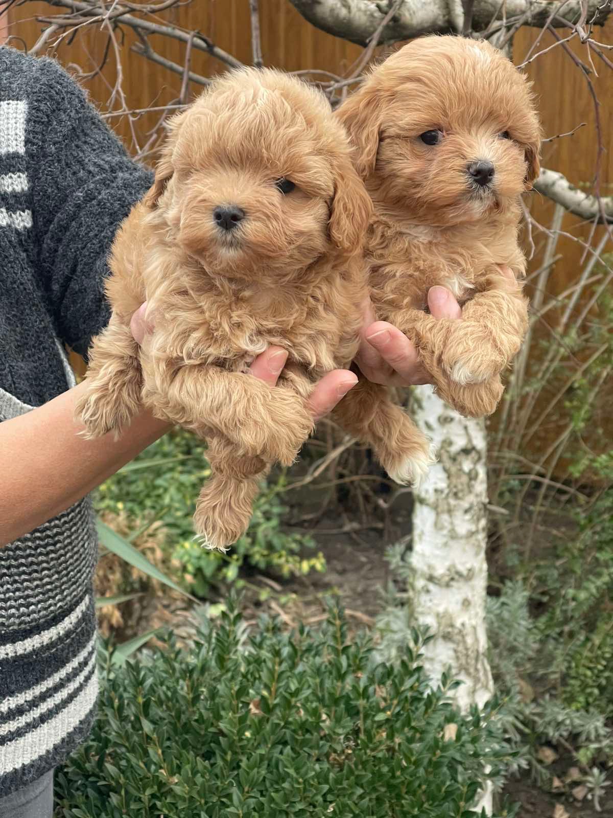 Красуні мальтіпу! Мальтипу!