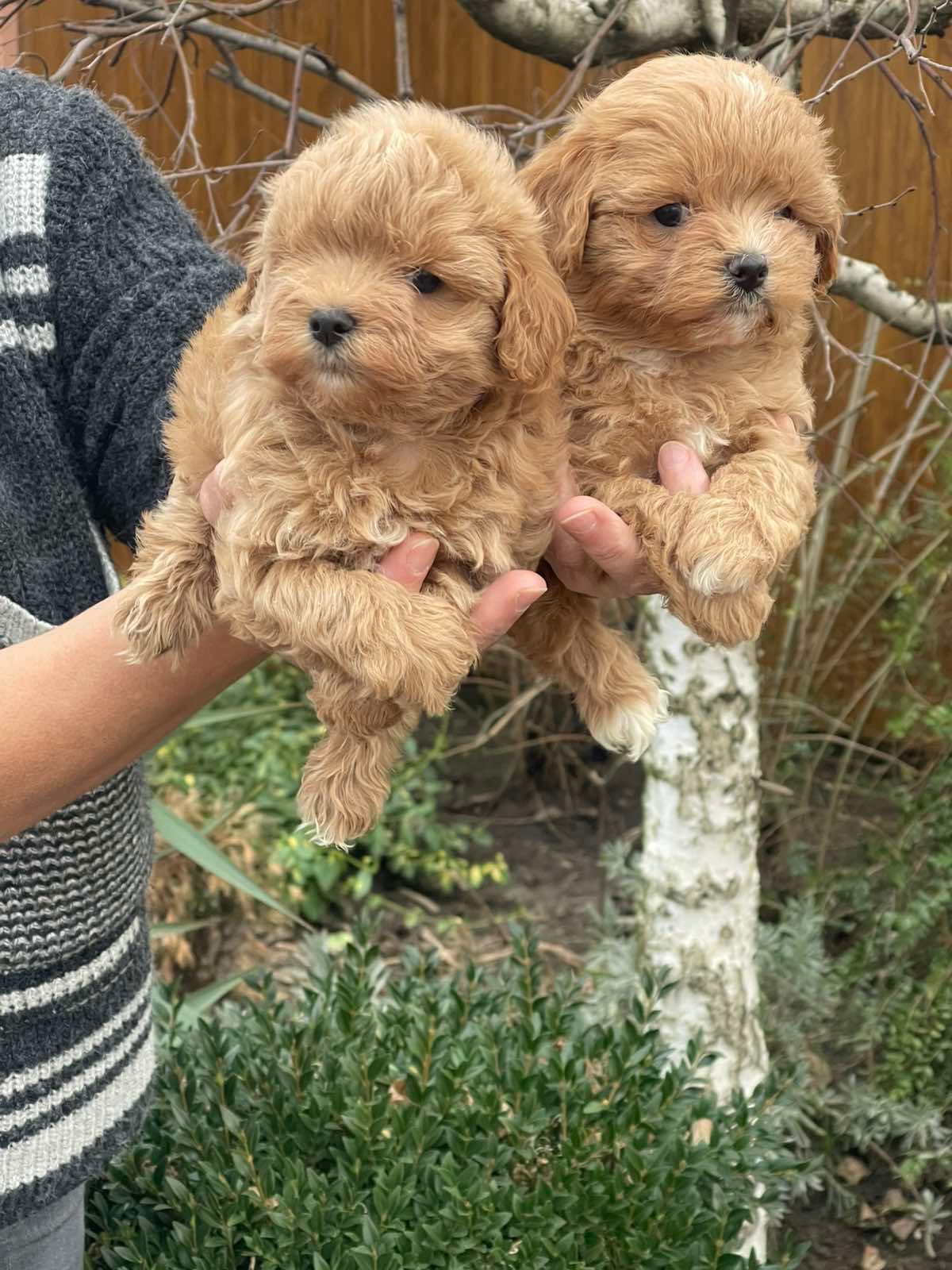 Красуні мальтіпу! Мальтипу!