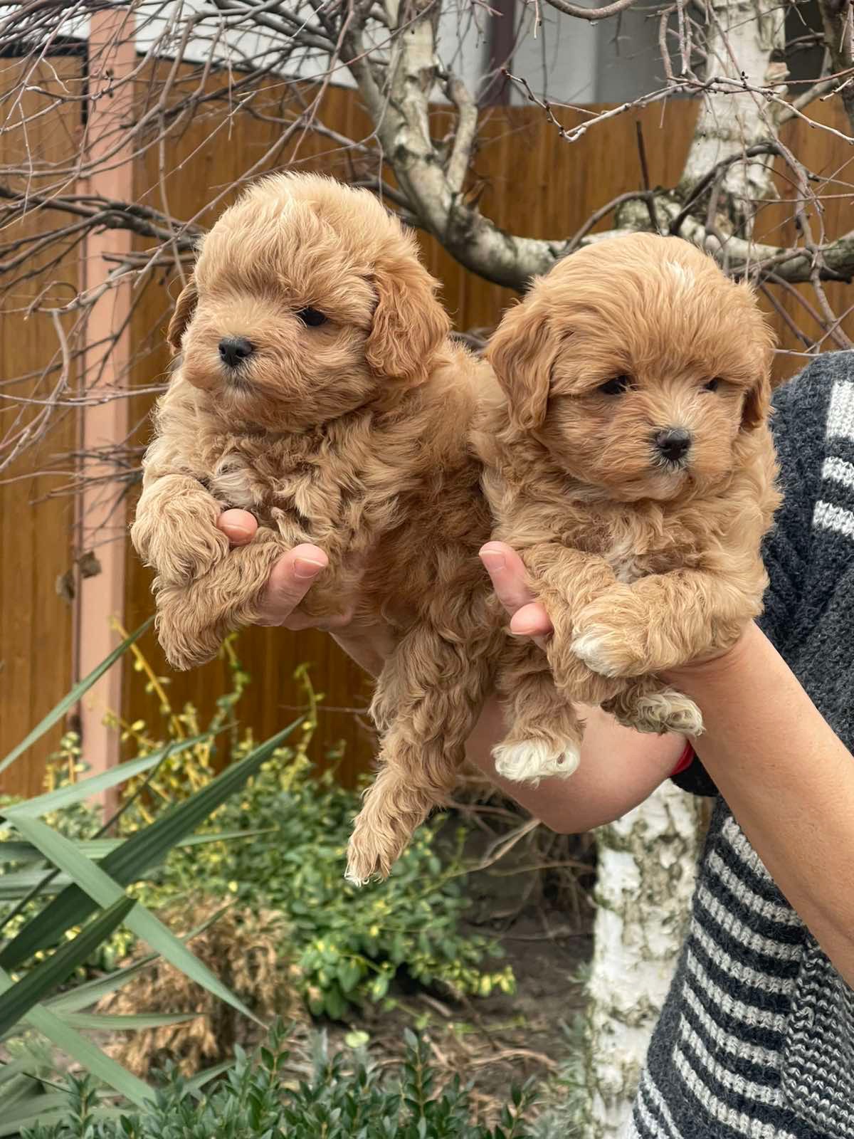 Красуні мальтіпу! Мальтипу!