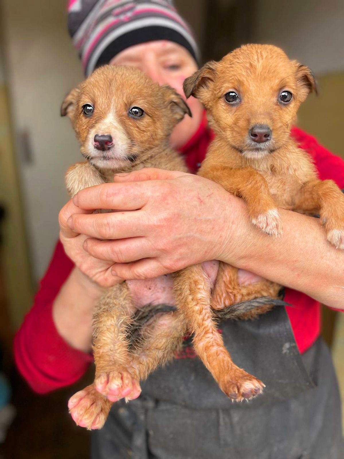 цуценята той тер'єра (метиси)