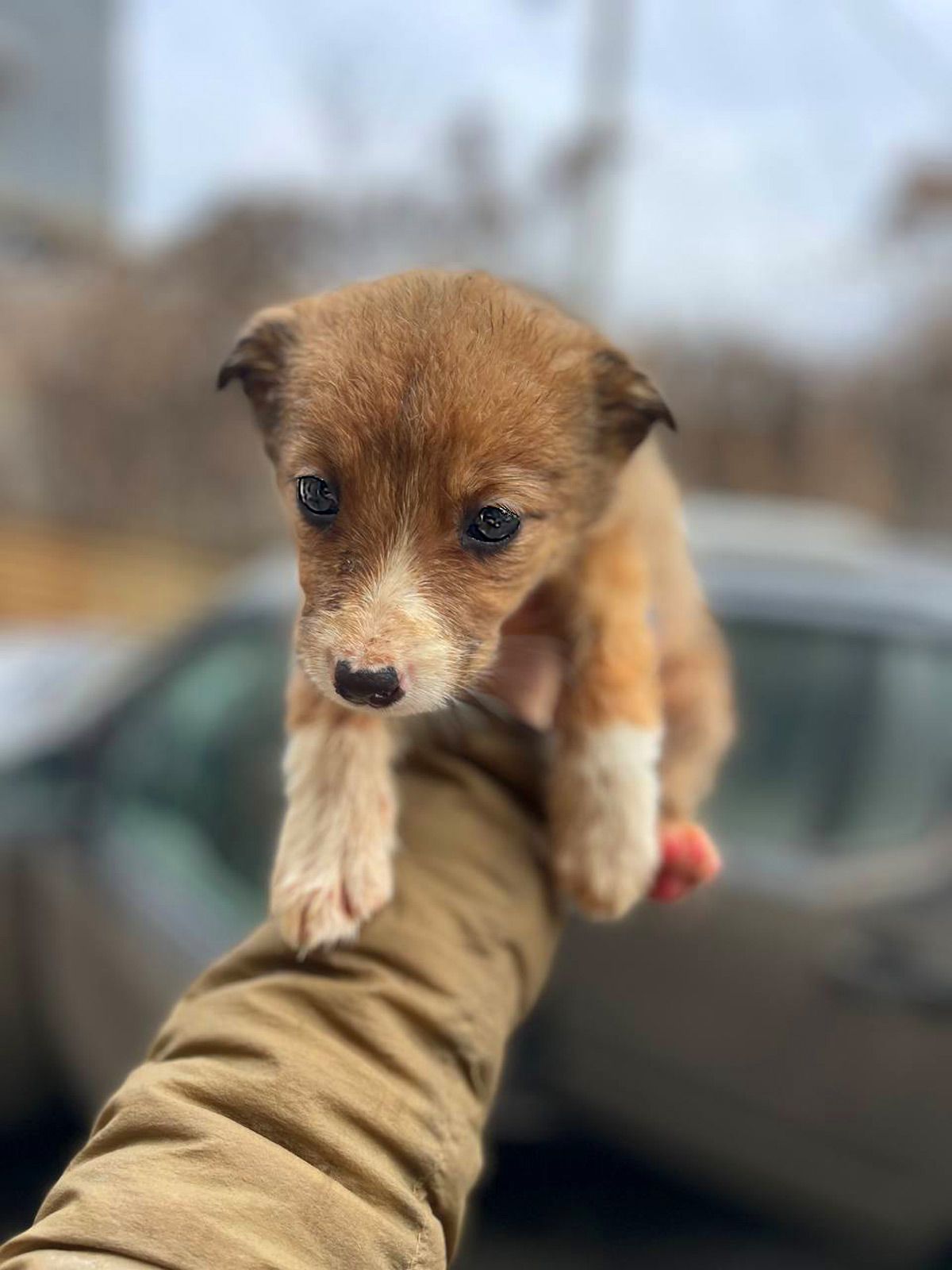 цуценята той тер'єра (метиси)