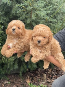 Хлопчики мальтіпу! Бебі фейс, міні