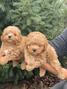 Хлопчики мальтіпу! Бебі фейс, міні