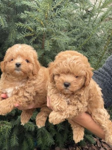 Хлопчики мальтіпу! Бебі фейс, міні