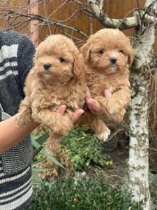 Красуні мальтіпу! Мальтипу!