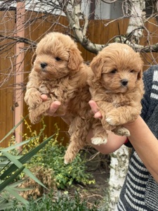 Красуні мальтіпу! Мальтипу!