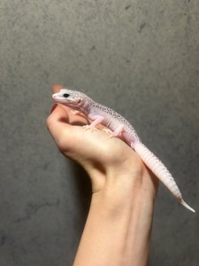 Еублефар, леопардовий гекон, малюки