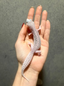 Еублефар, леопардовий гекон, малюки