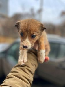 цуценята той тер'єра (метиси)
