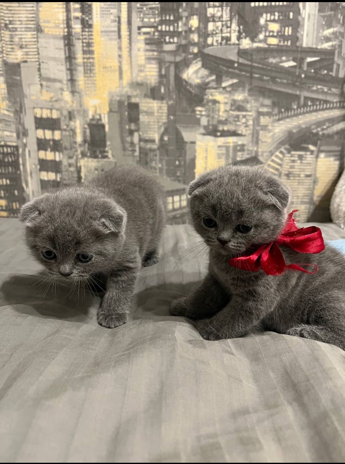 Кошенята скотіш фолд та скотіш страйт