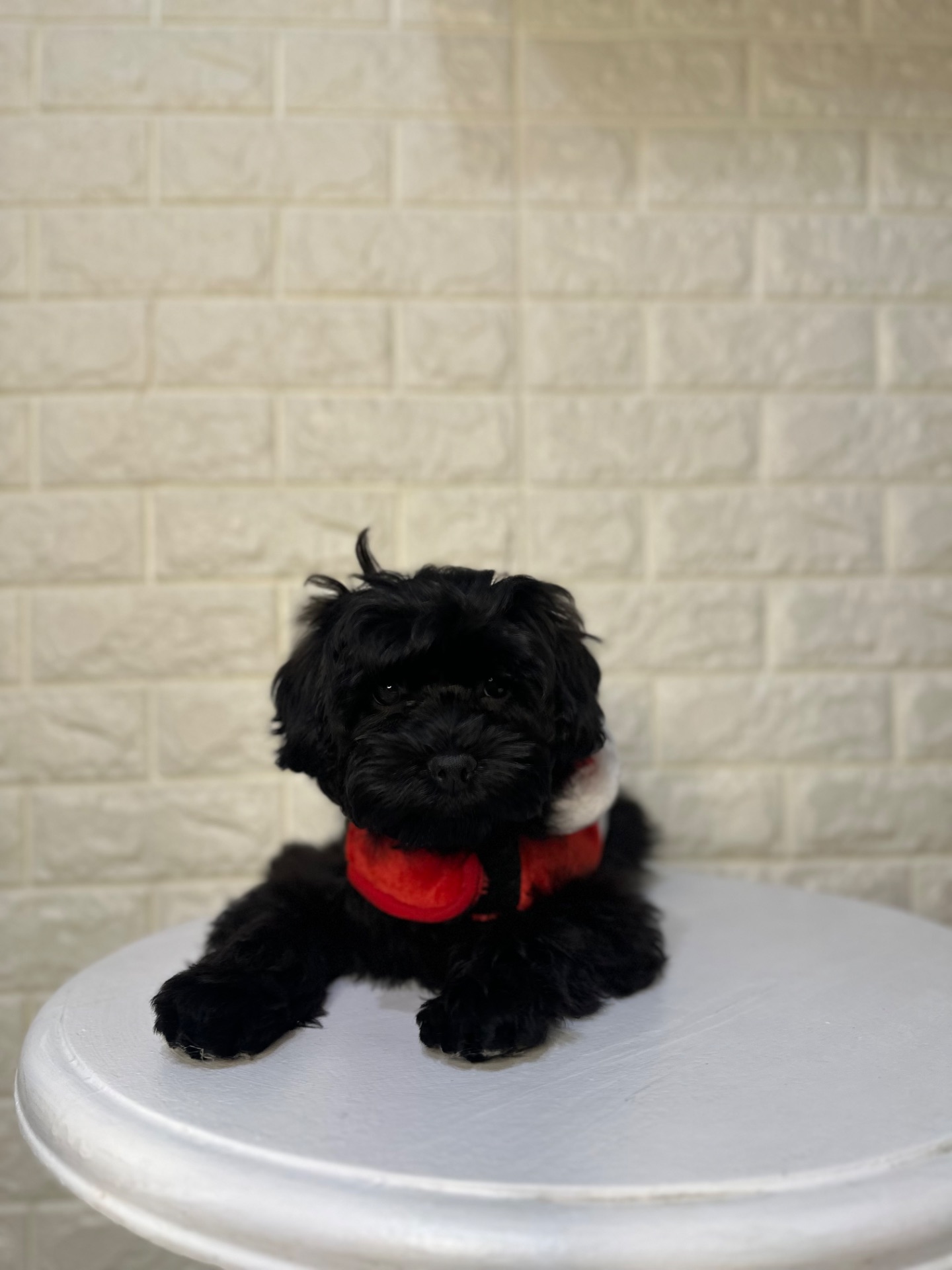 Цуценята йоркіпу найкращий новорічний подарунок