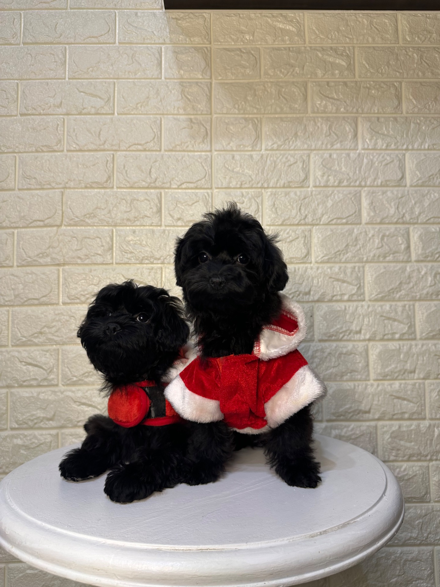 Цуценята йоркіпу найкращий новорічний подарунок