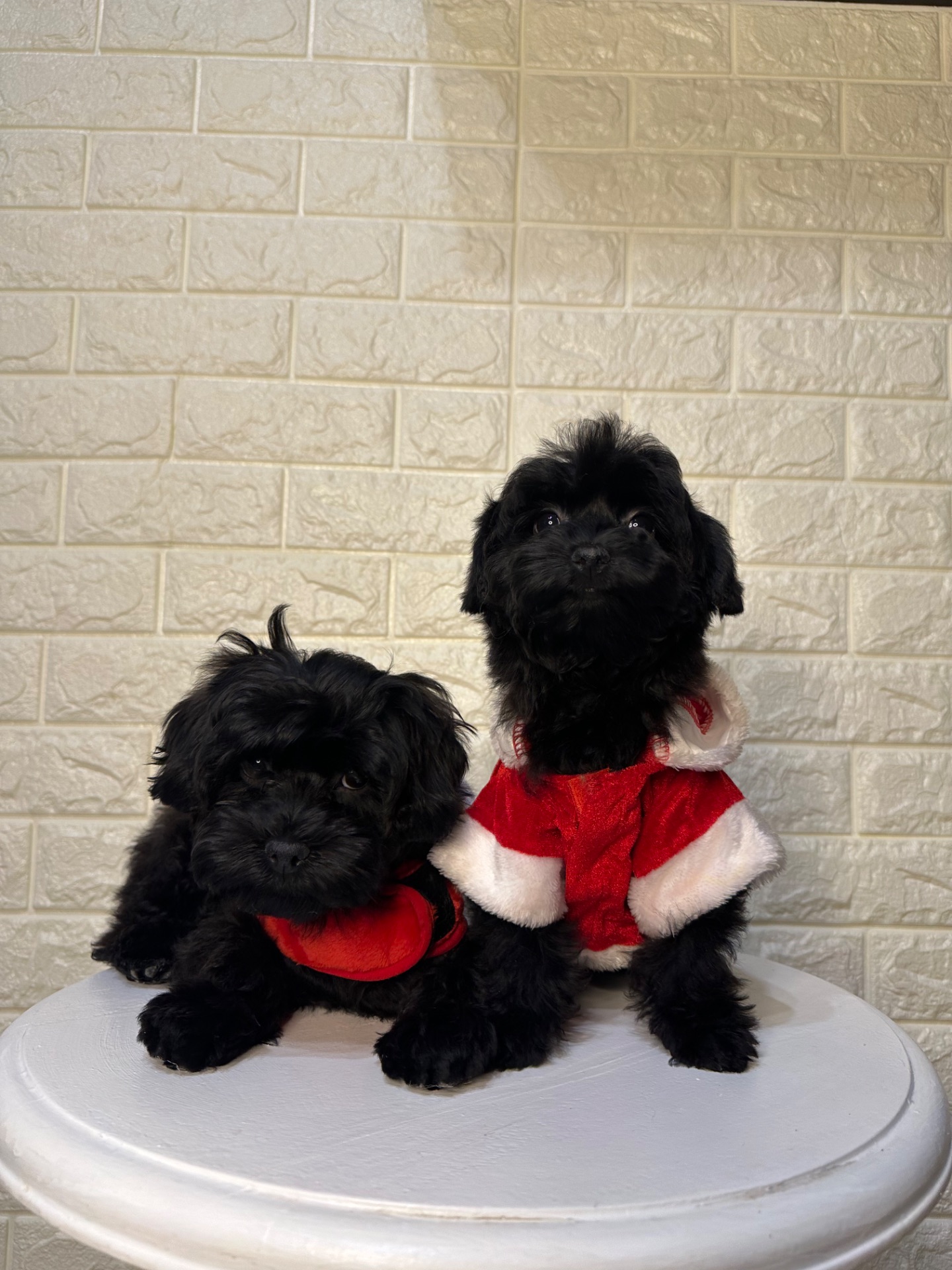 Цуценята йоркіпу найкращий новорічний подарунок