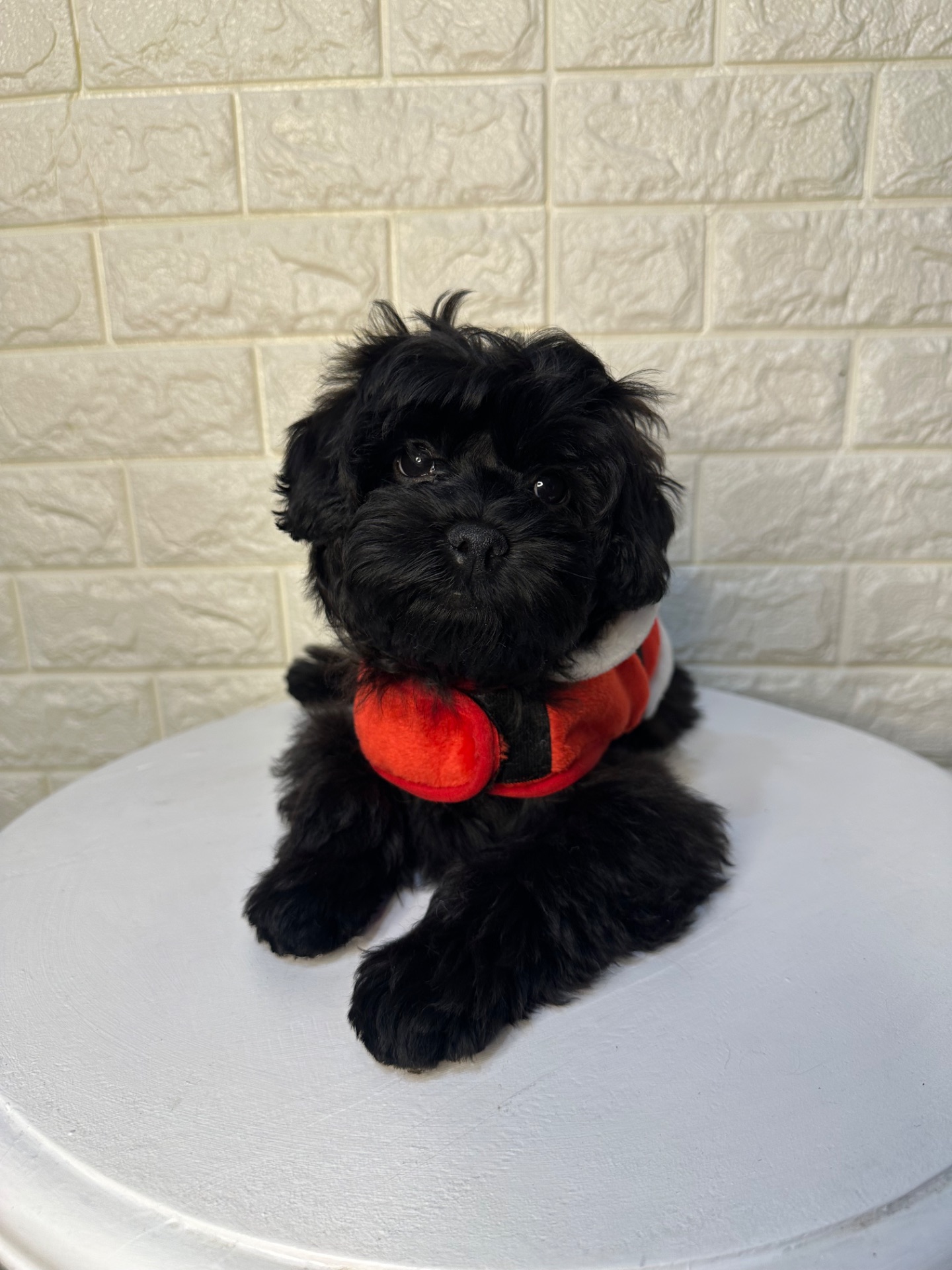 Цуценята йоркіпу найкращий новорічний подарунок