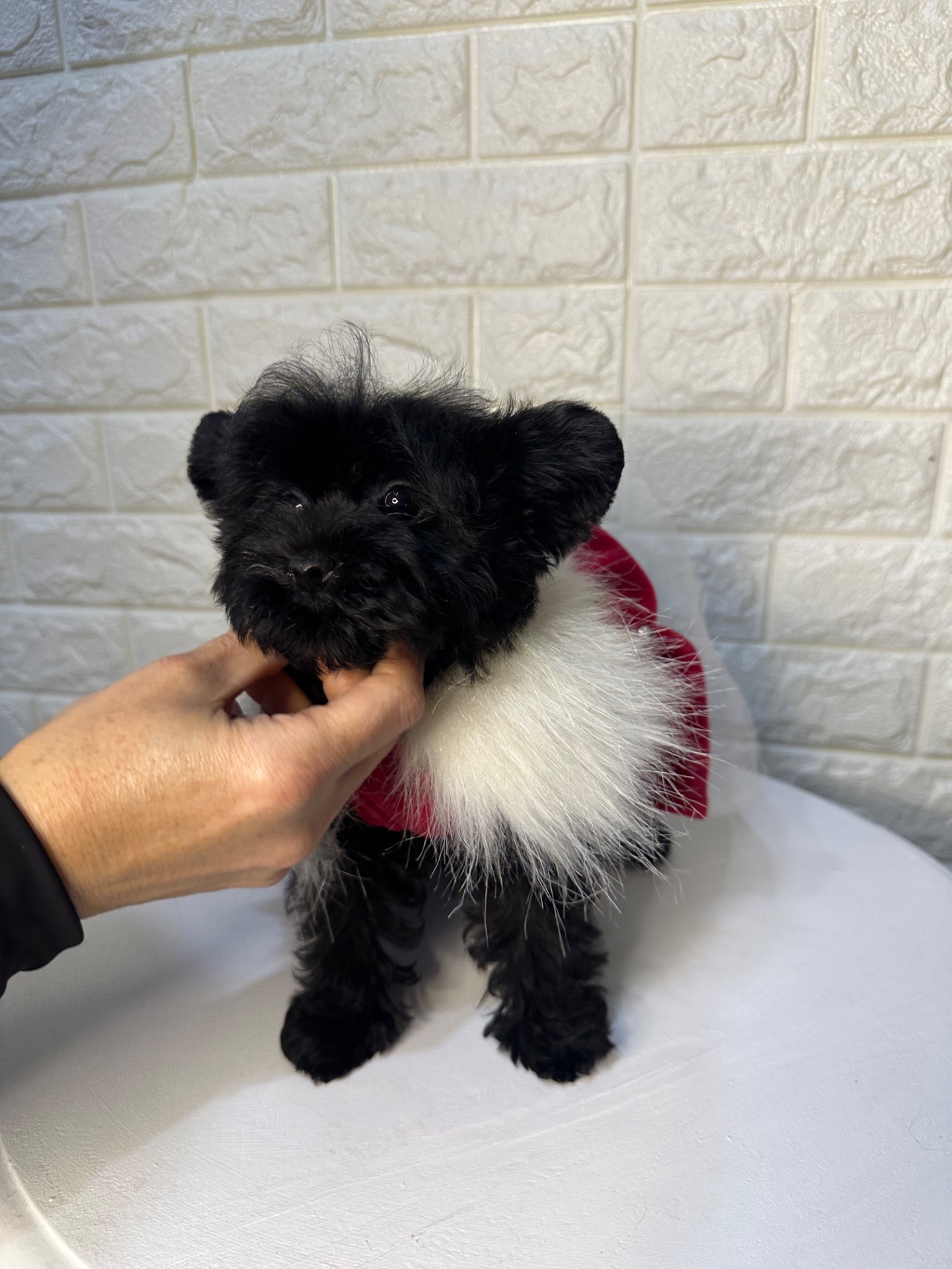 Цуценята йоркіпу найкращий новорічний подарунок