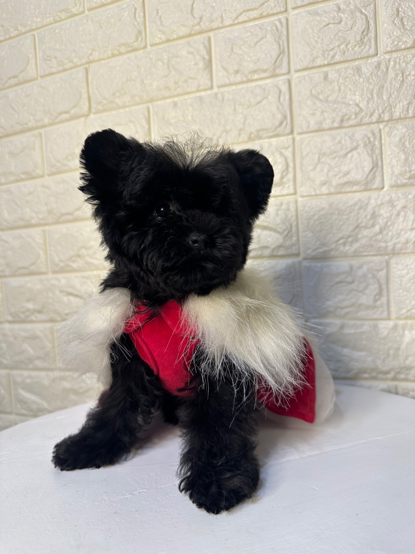 Цуценята йоркіпу найкращий новорічний подарунок