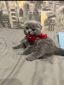 Кошенята скотіш фолд та скотіш страйт