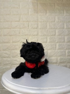 Цуценята йоркіпу найкращий новорічний подарунок