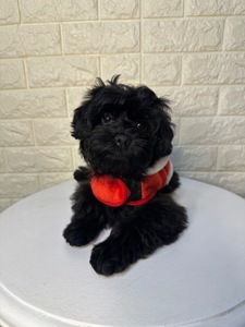 Цуценята йоркіпу найкращий новорічний подарунок