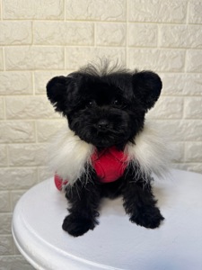 Цуценята йоркіпу найкращий новорічний подарунок