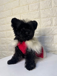 Цуценята йоркіпу найкращий новорічний подарунок