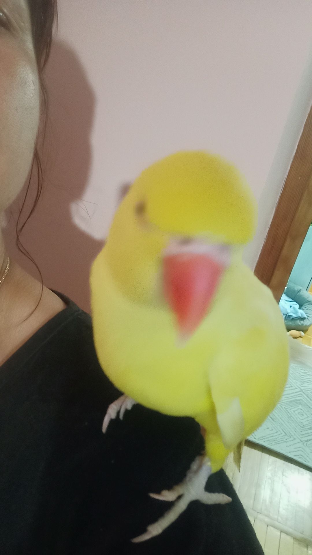 Ожереловий Крамера