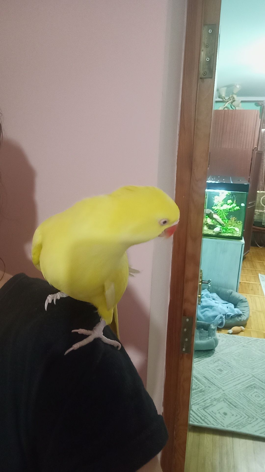 Ожереловий Крамера