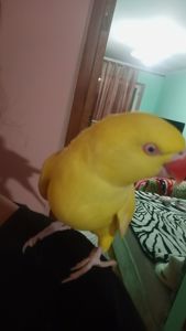 Ожереловий Крамера