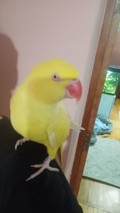 Ожереловий Крамера