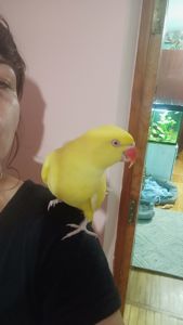 Ожереловий Крамера