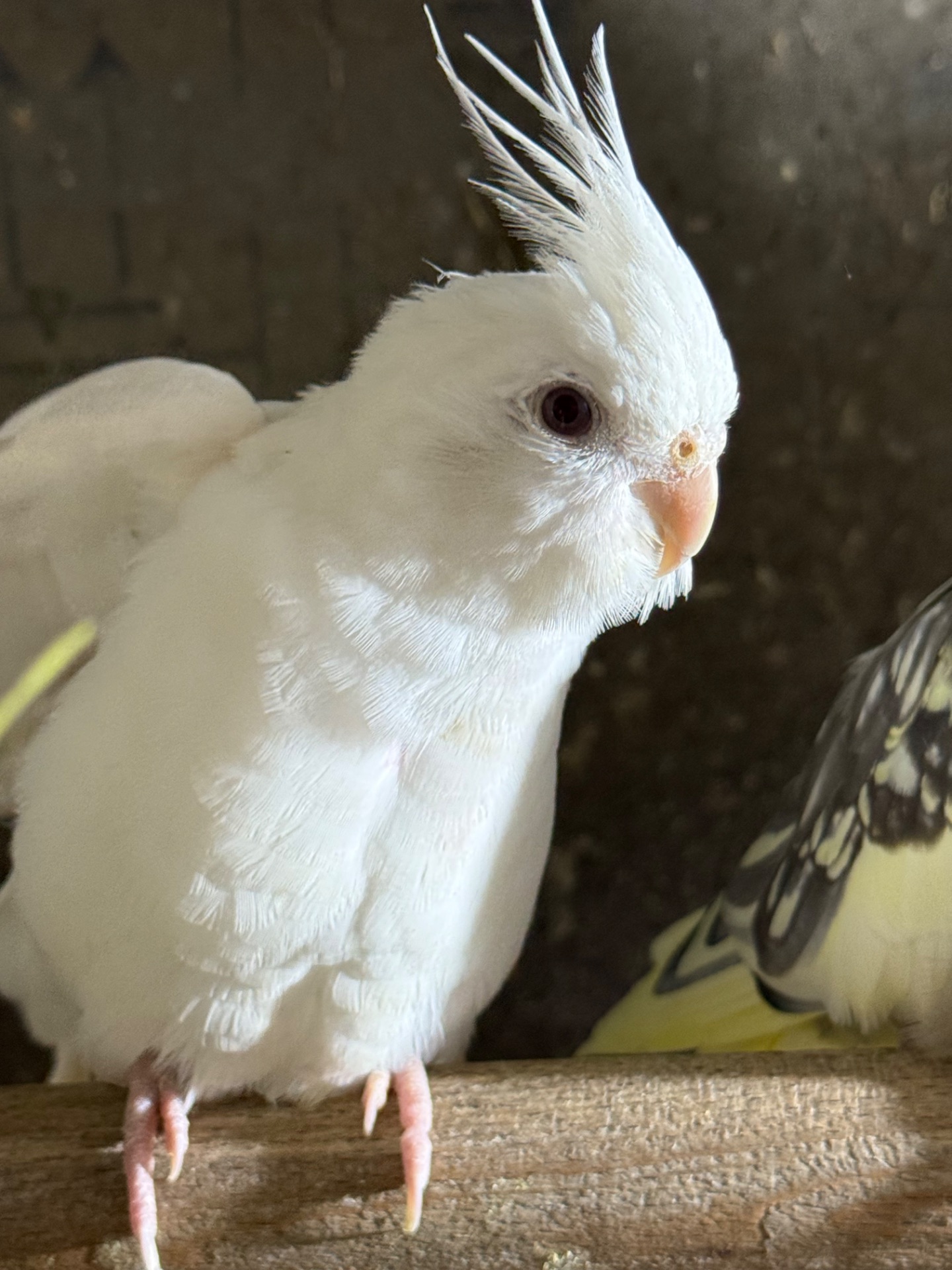 Гарнющі папуги Корелла / карела