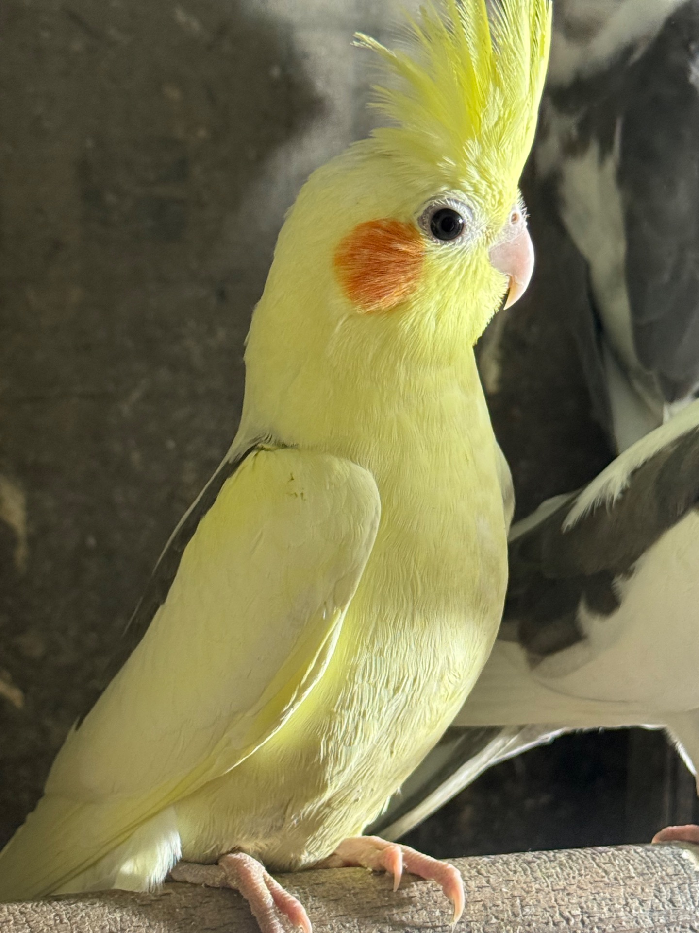 Гарнющі папуги Корелла / карела