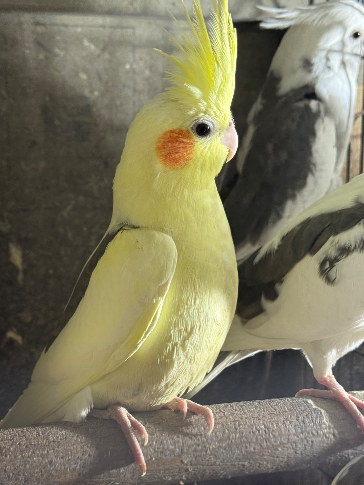 Гарнющі папуги Корелла / карела