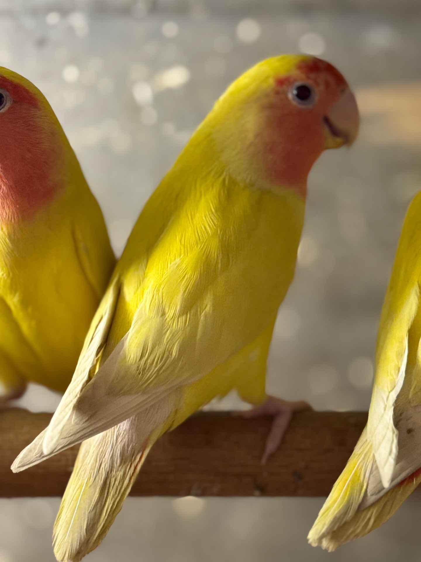 Нерозлучники папуги різних кольорів