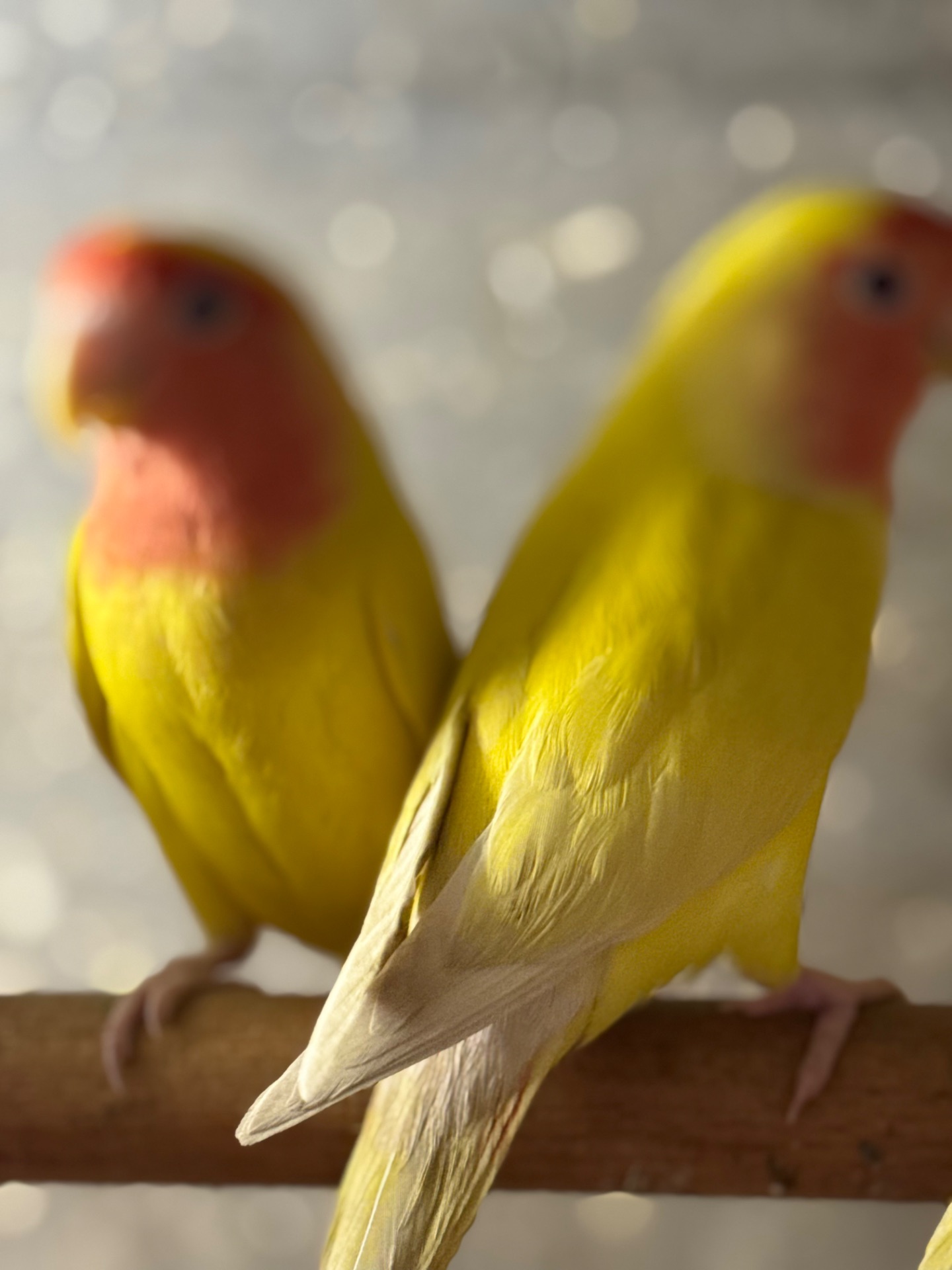 Нерозлучники папуги різних кольорів