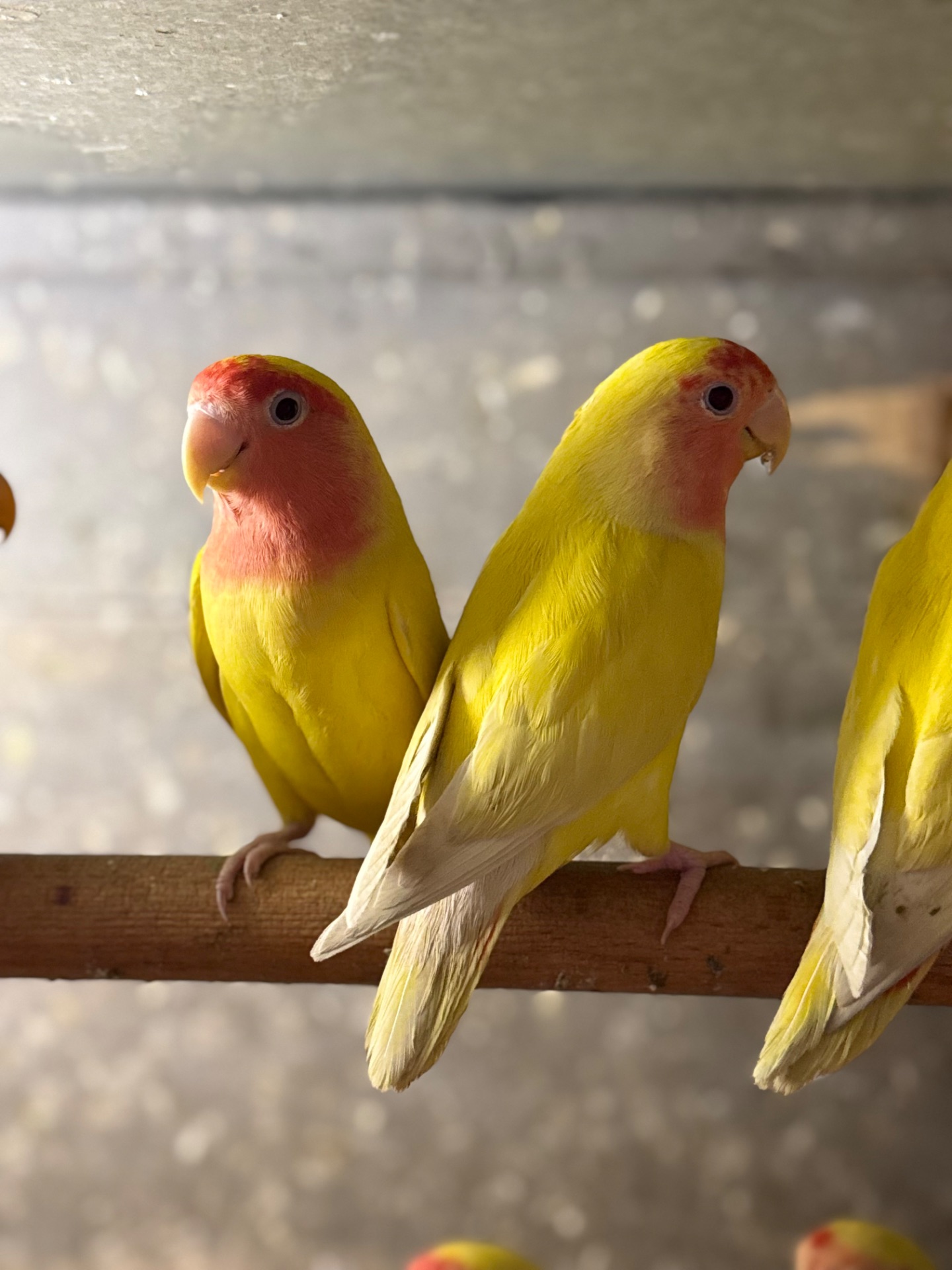 Нерозлучники папуги різних кольорів