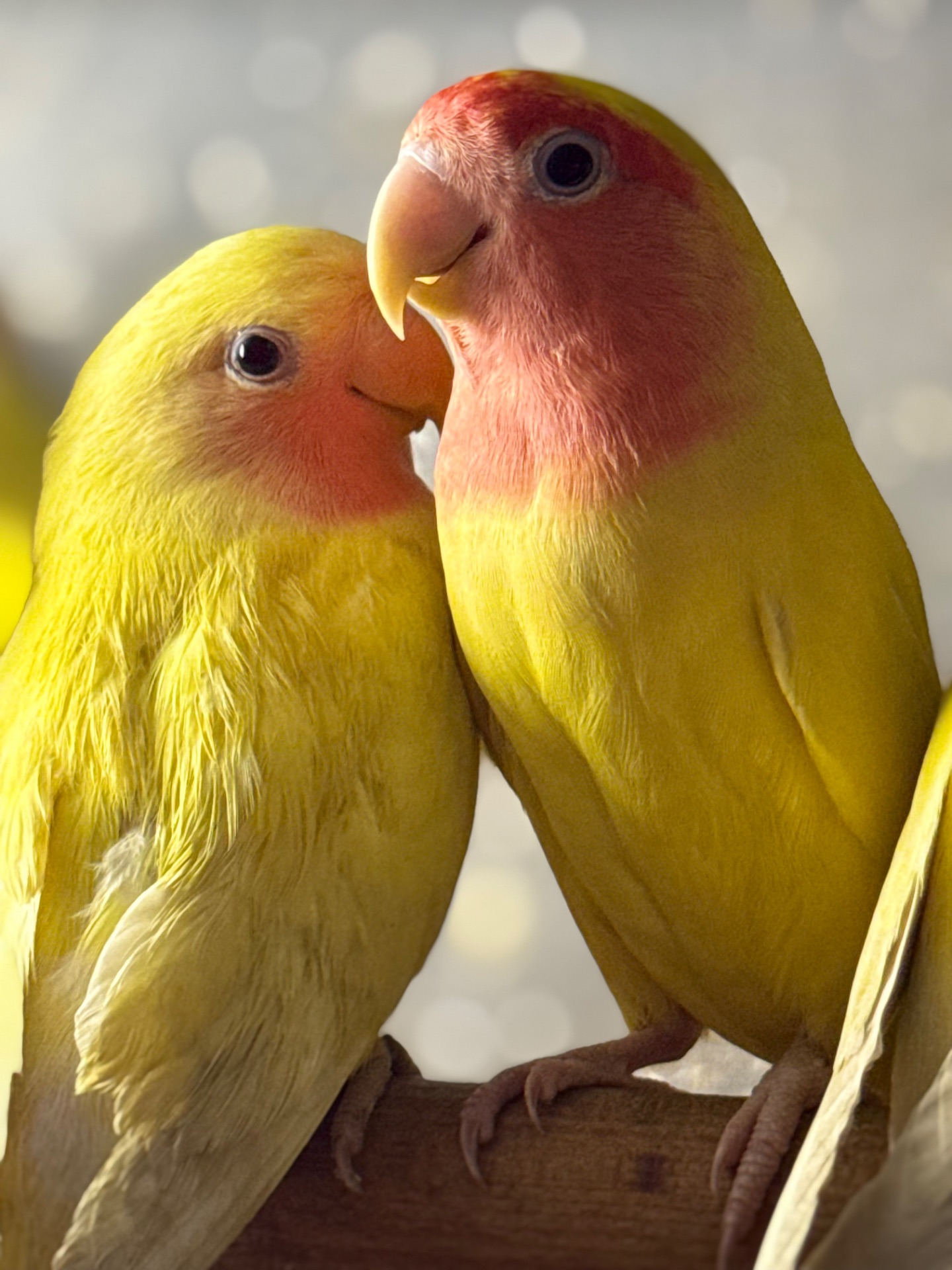 Папуги нерозлучники фишера, маскові, розовощокі