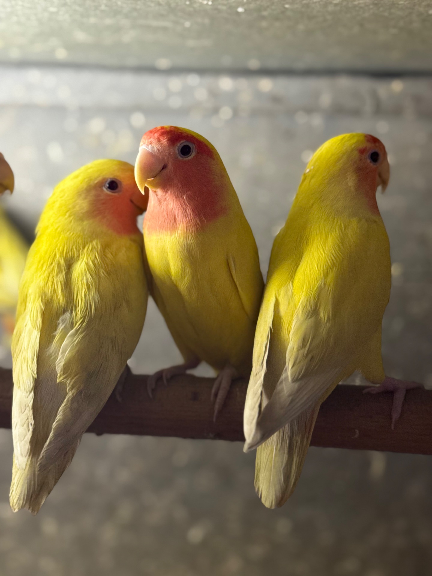 Жовті папуги нерозлучники та інші кольори