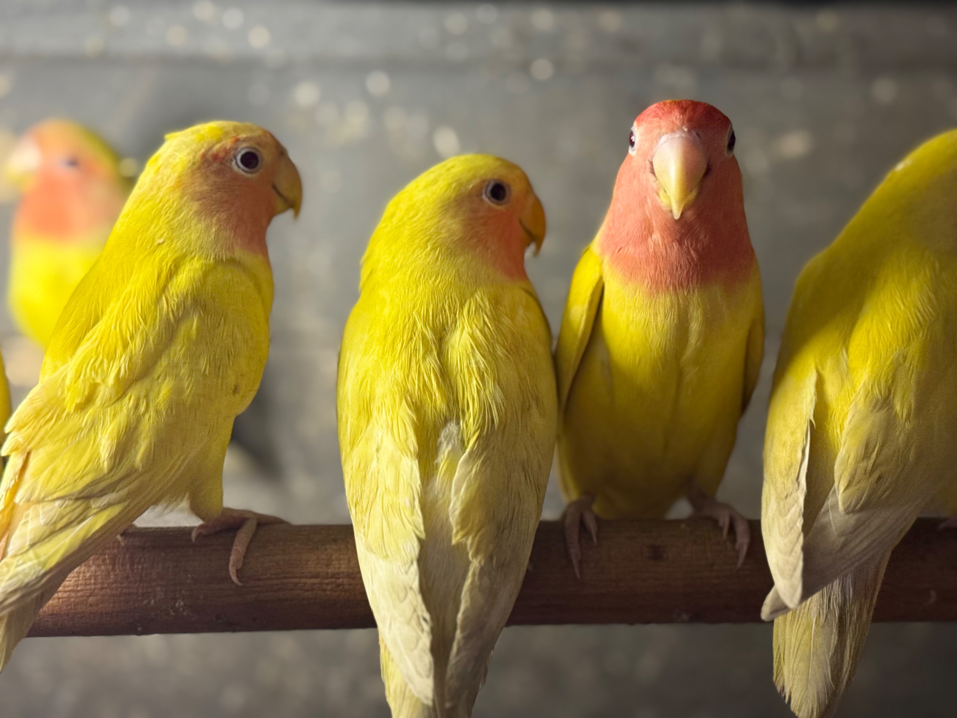 Жовті папуги нерозлучники та інші кольори