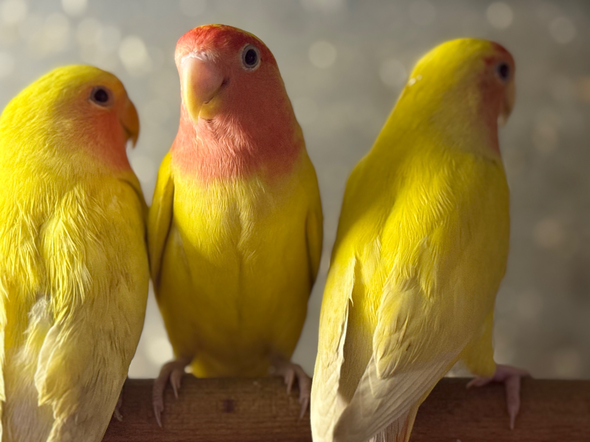 Жовті папуги нерозлучники та інші кольори