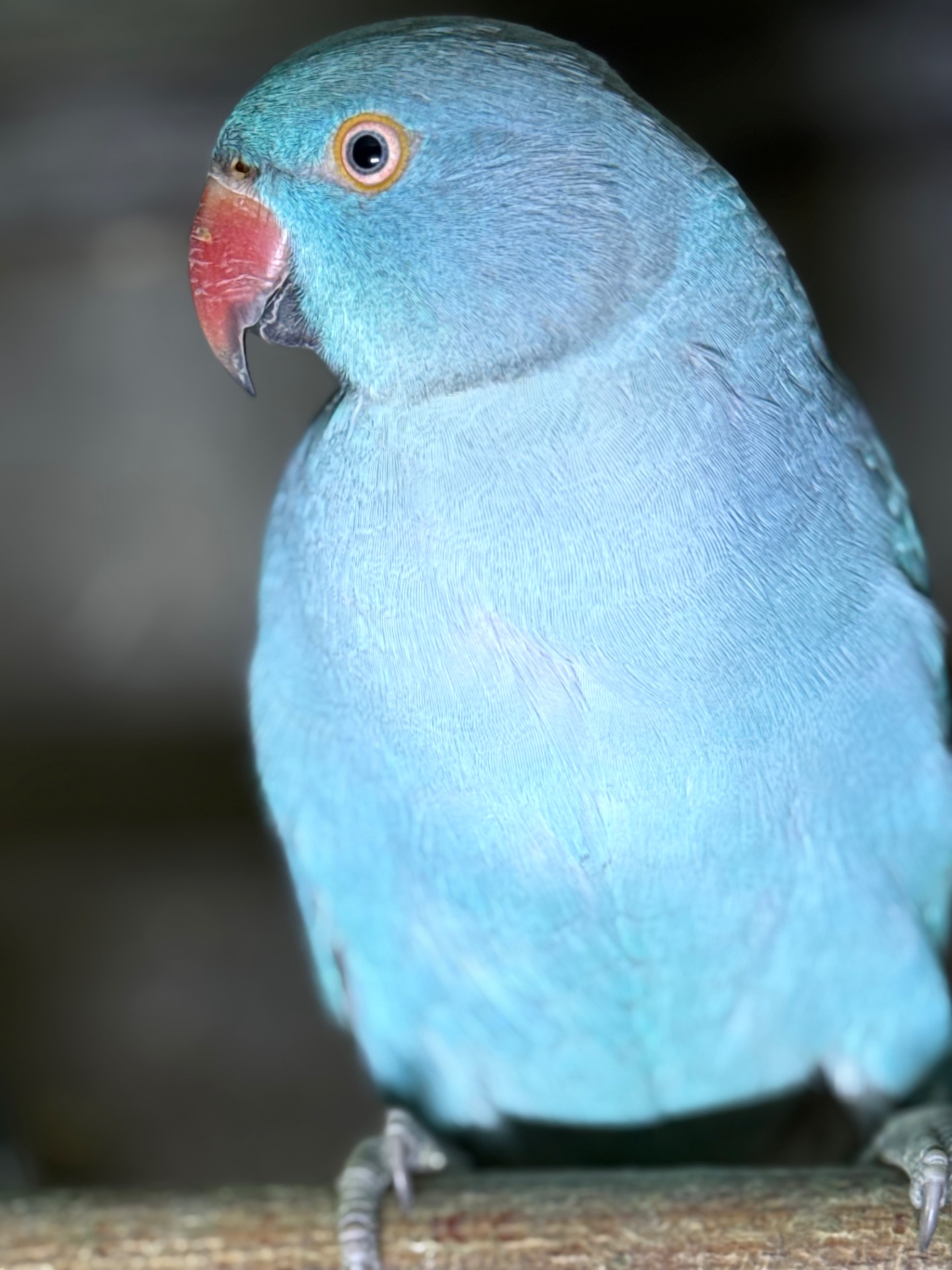 Ожерелові папуги синього кольору