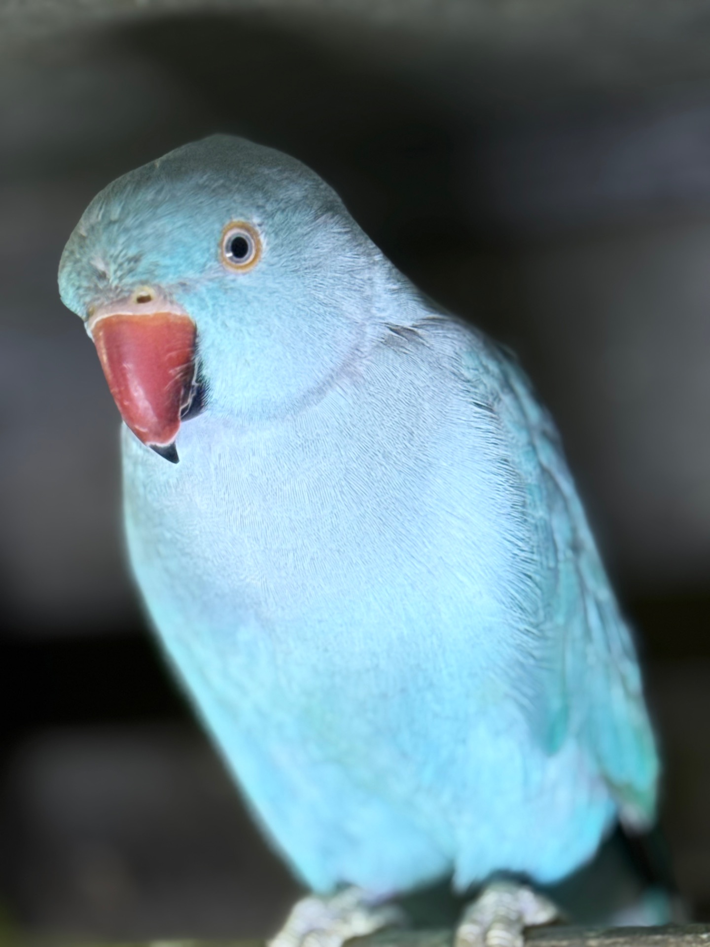 Ожерелові папуги синього кольору