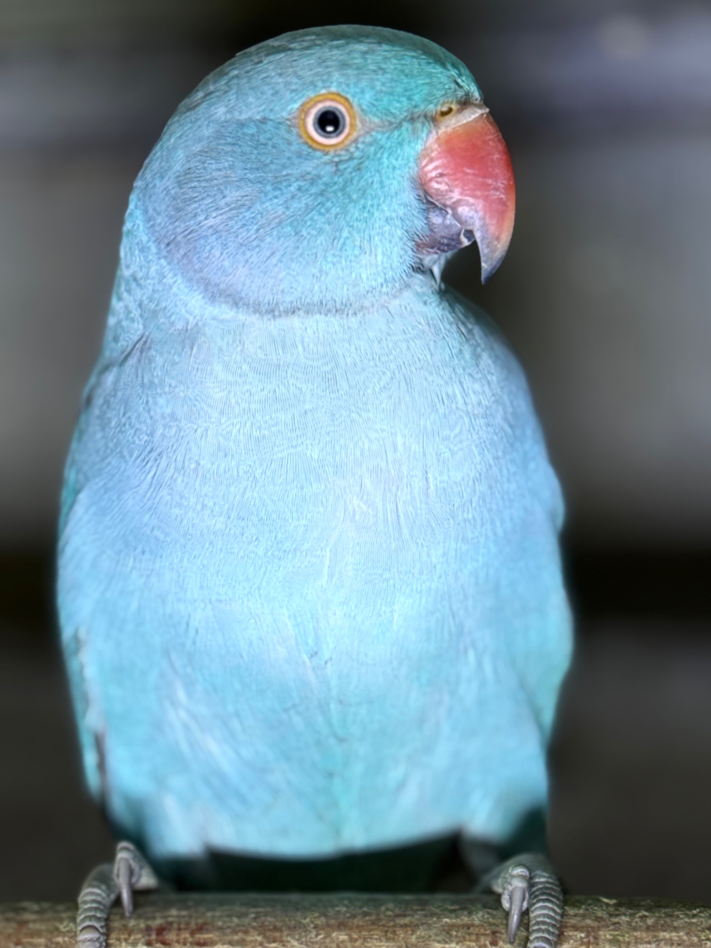 Ожерелові папуги синього кольору