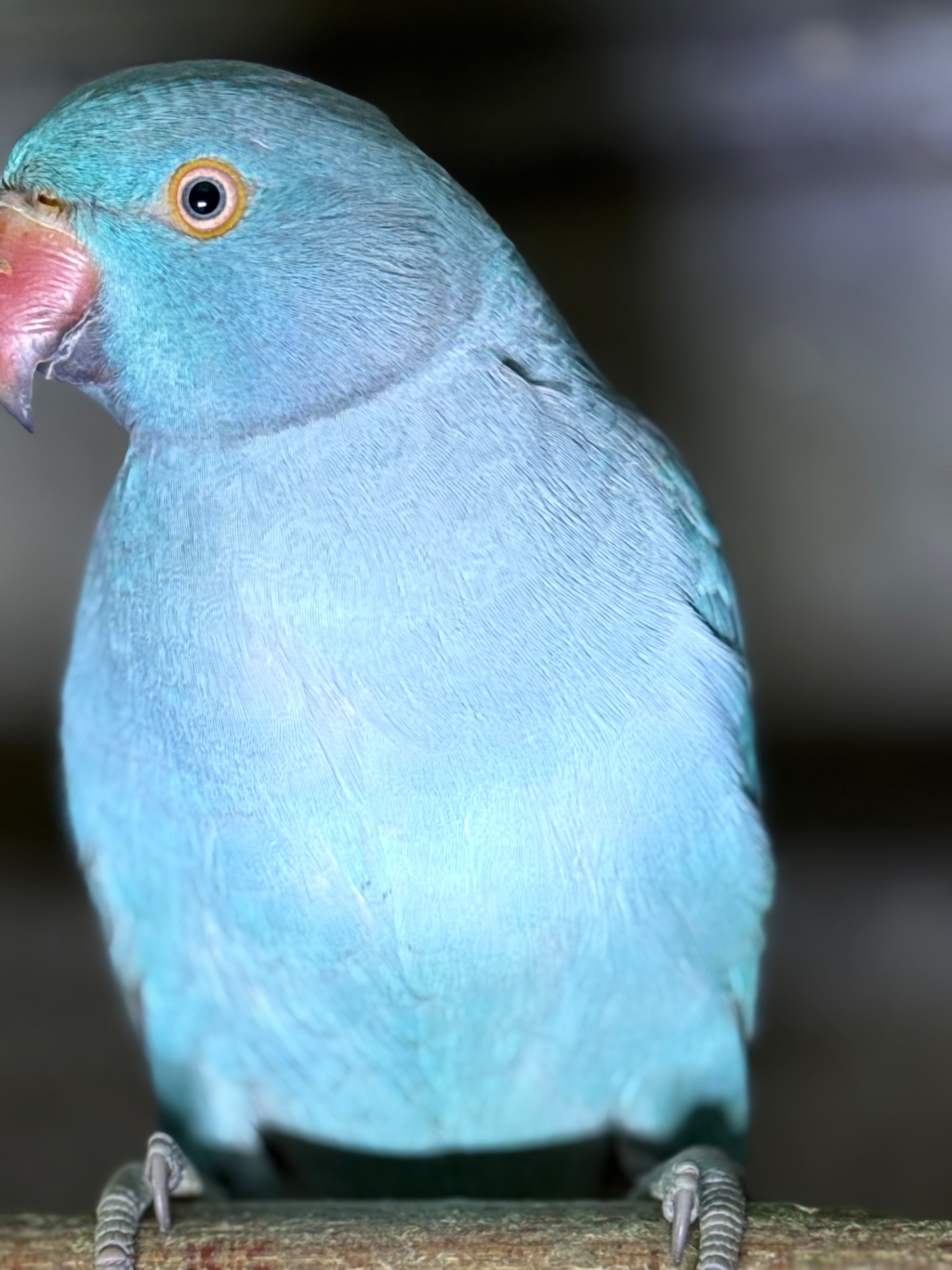 Ожерелові папуги синього кольору