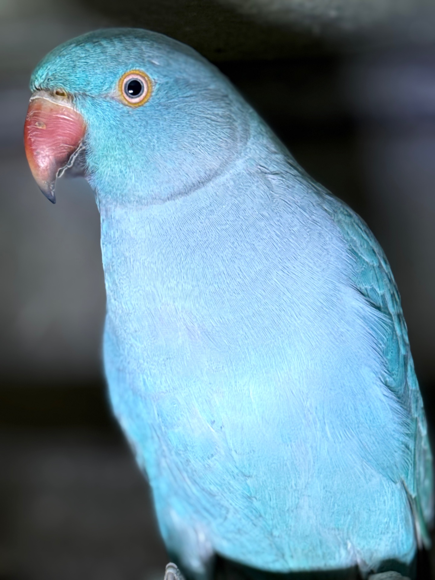 Ожерелові папуги синього кольору